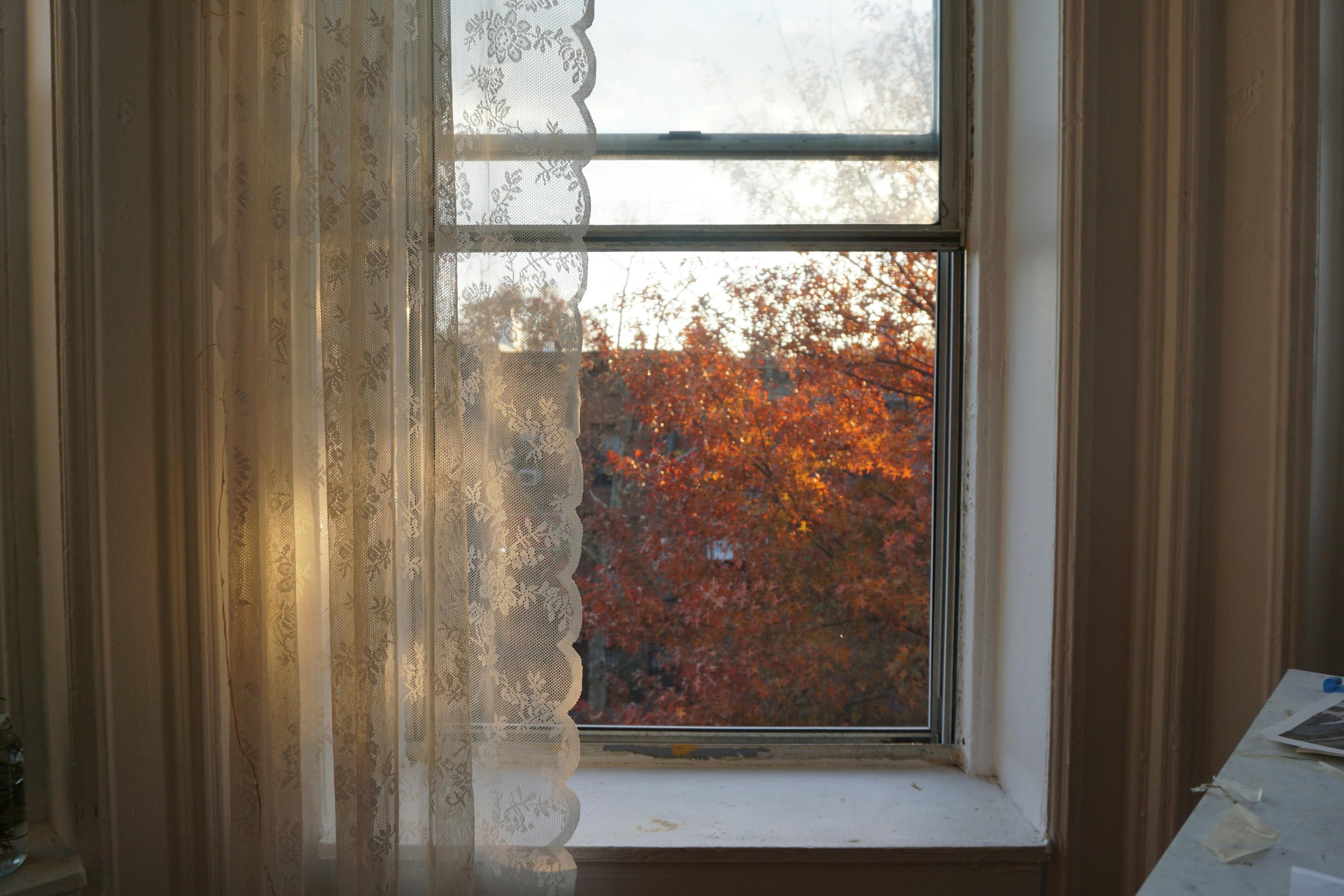 NYC apartment window with white lace curtain overlooking autumn foliage and the building across the street